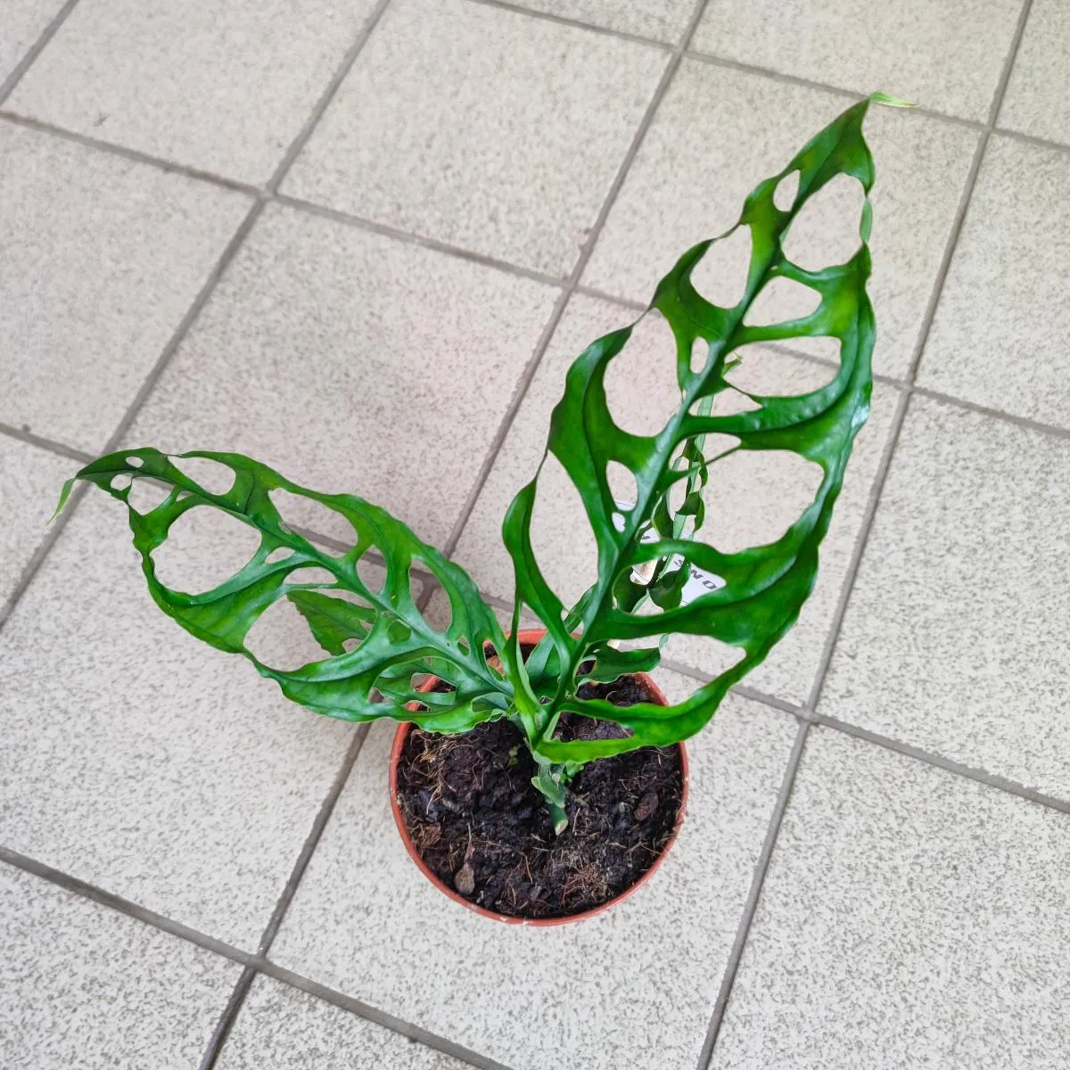 monstera obliqua “peru” - slika 3