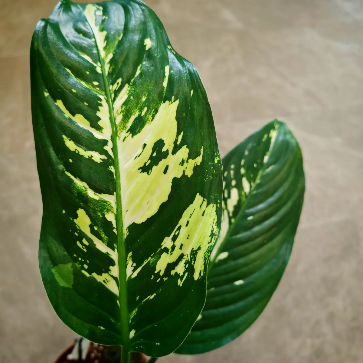 dieffenbachia “yellow star” - slika 4