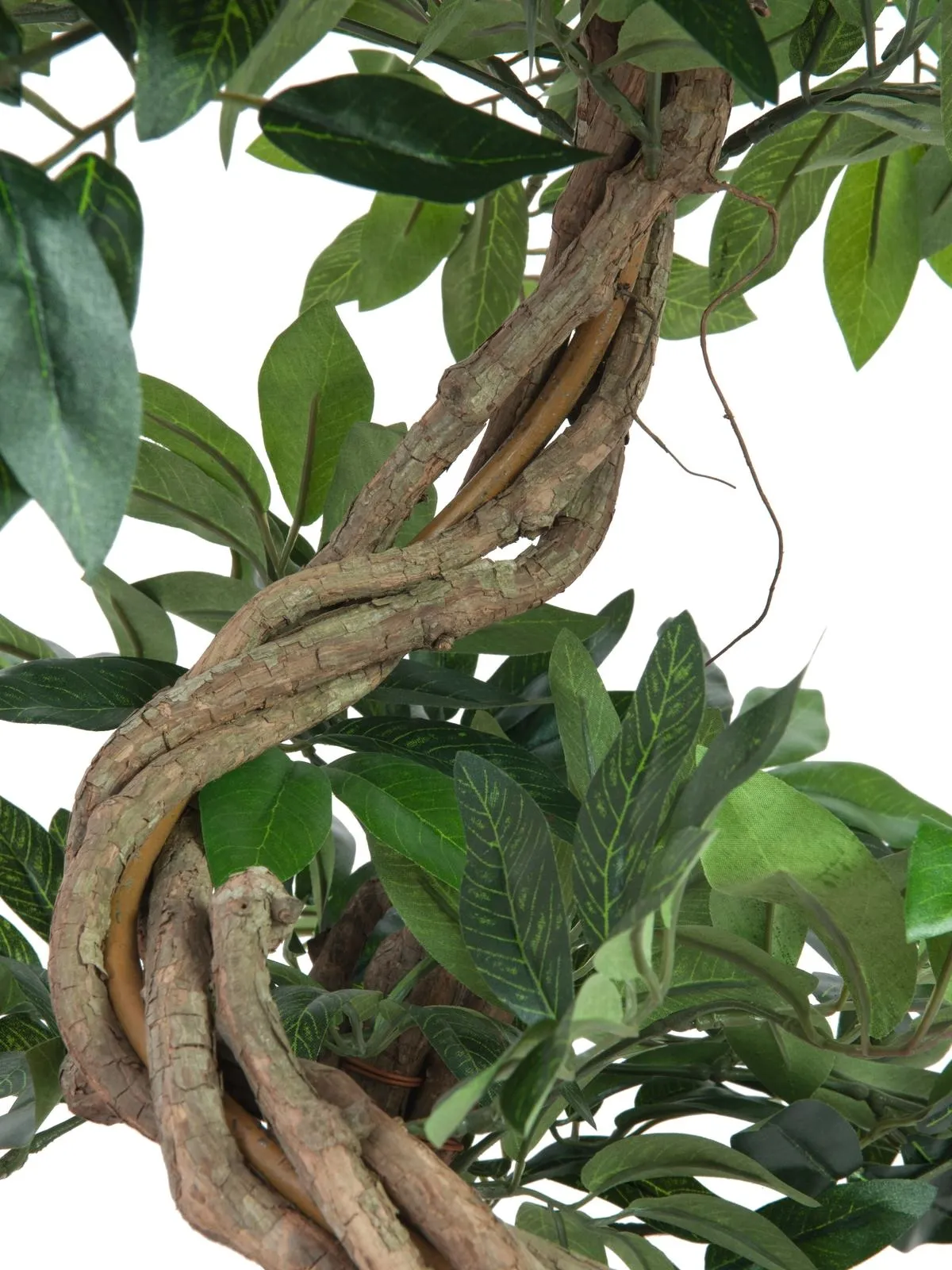 europalms ficus spiral trunk, 160cm - slika 2