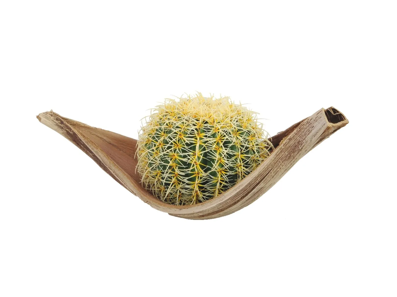 europalms barrel cactus, 27cm - slika 3