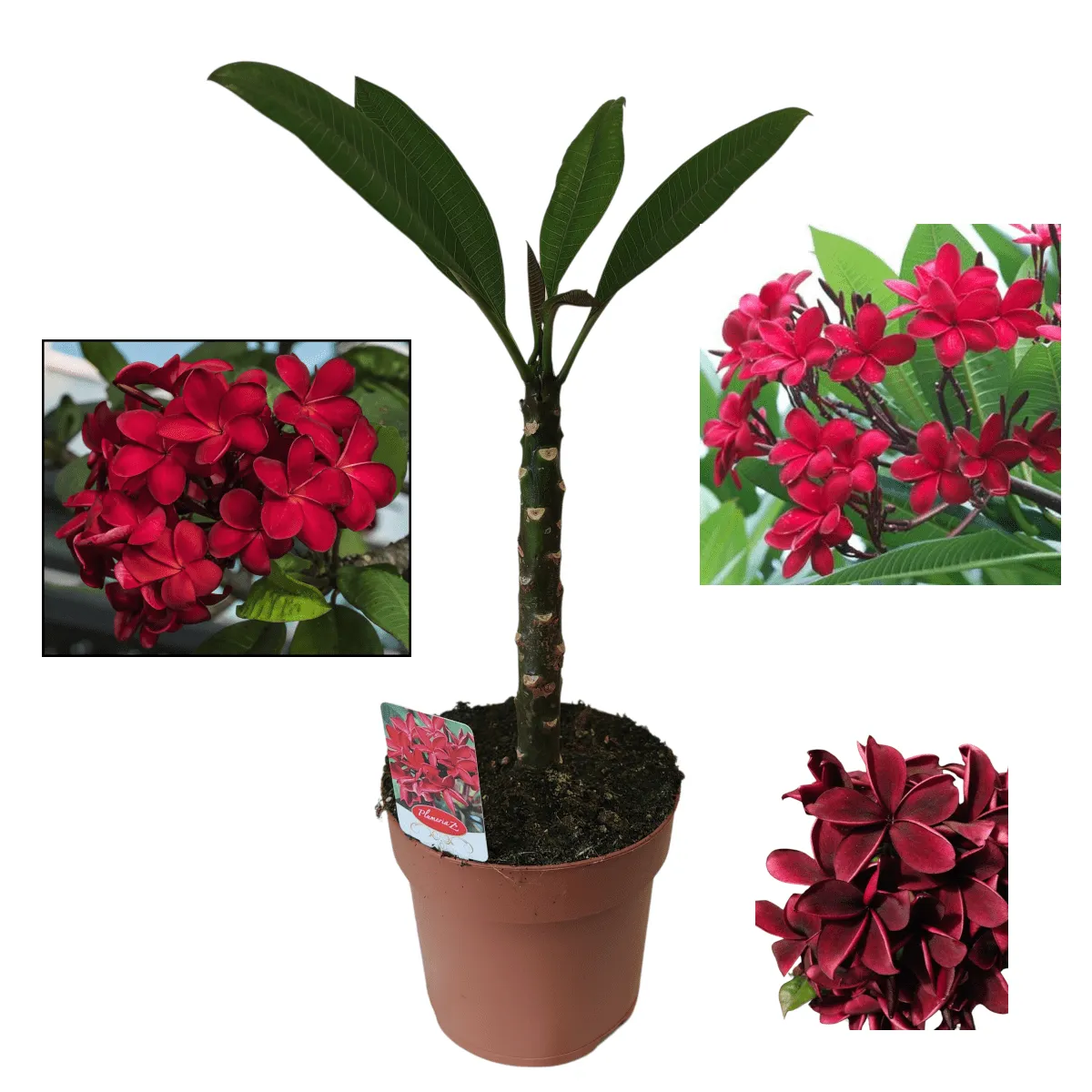 PLUMERIA RUBRA”Havaiian” - Brestovac