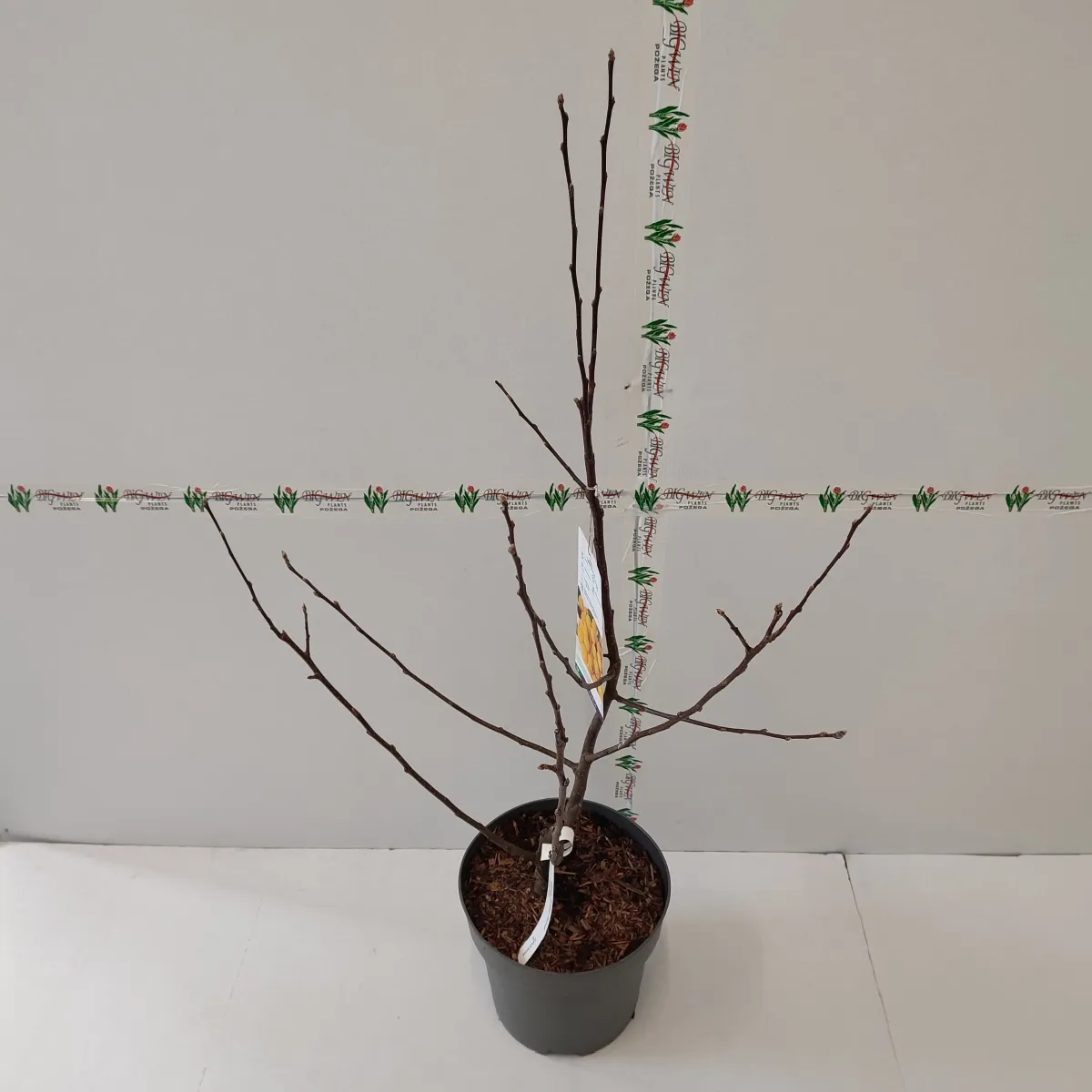 malus “van eseltine” ukrasna jabuka - slika 3
