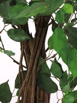 europalms ficus tree multi-trunk, 210cm - slika 3
