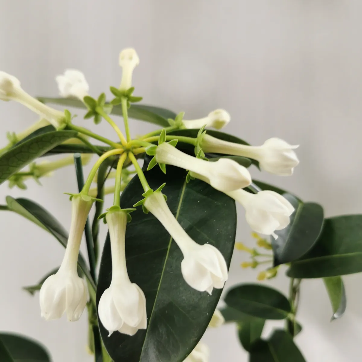 stephanotis floribunda - slika 3