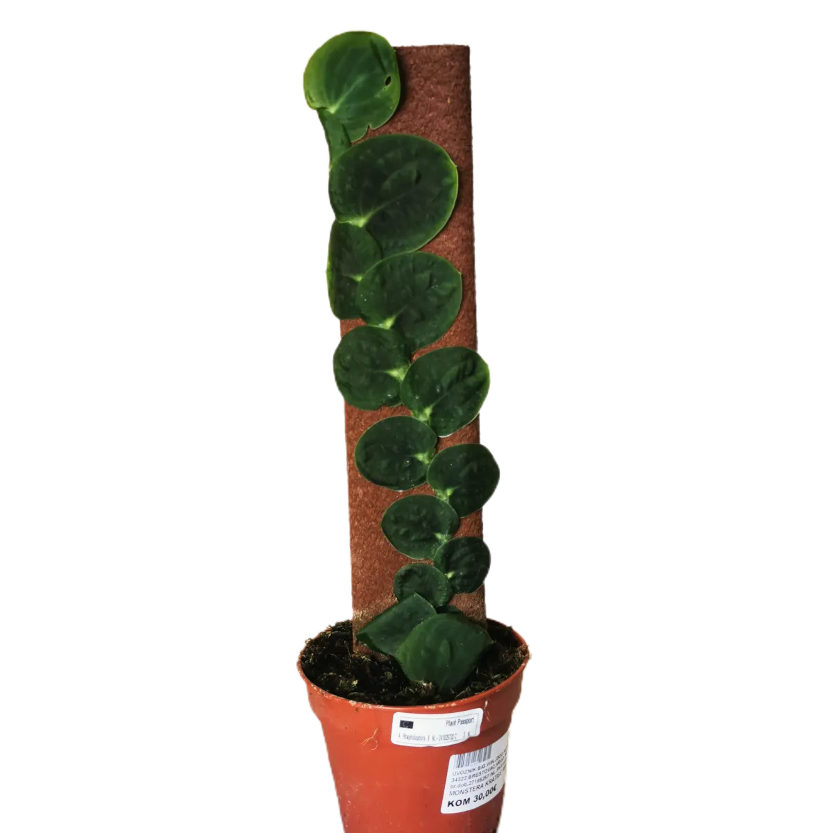 kratiste monstera - slika 3