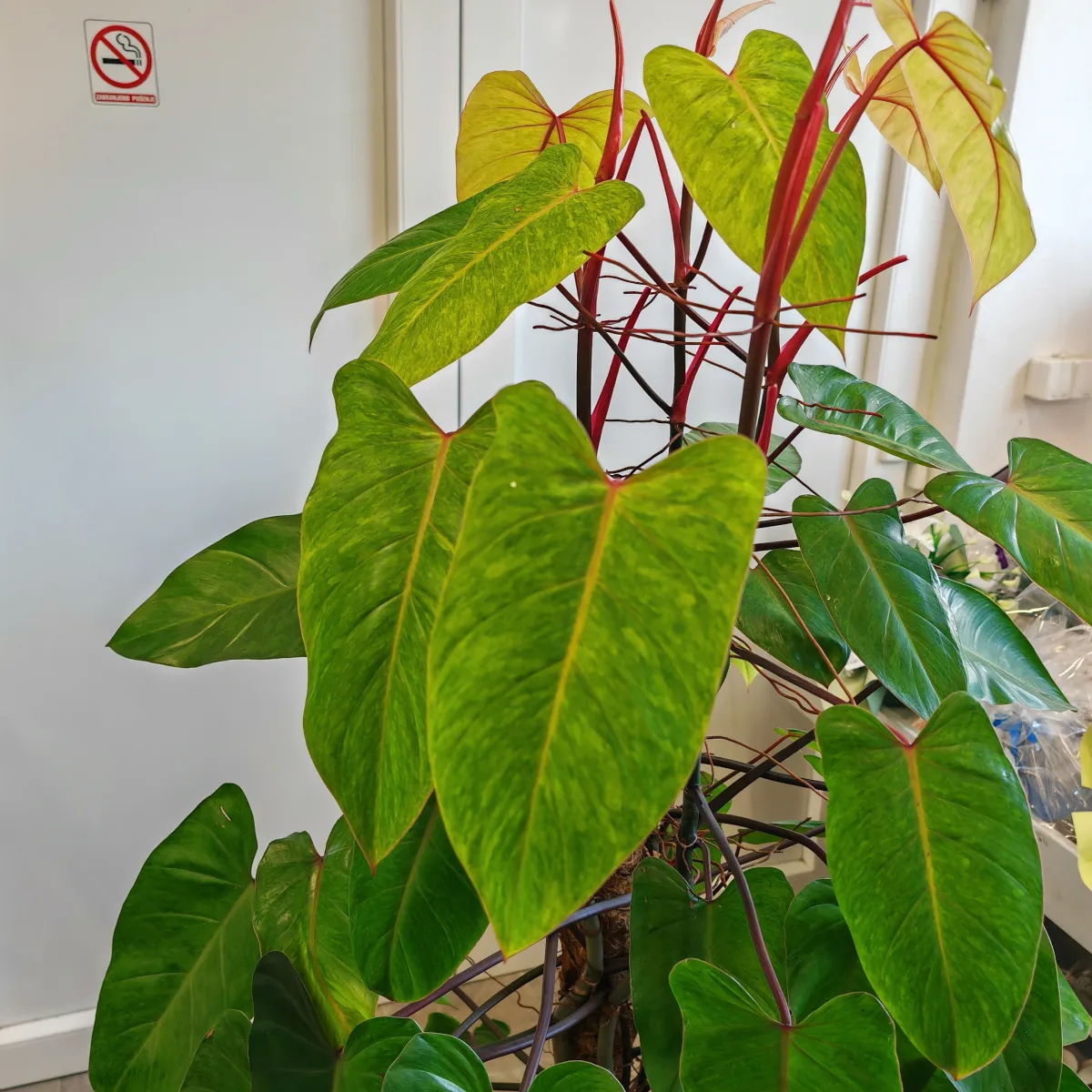 philodendron “painted lady” - slika 6