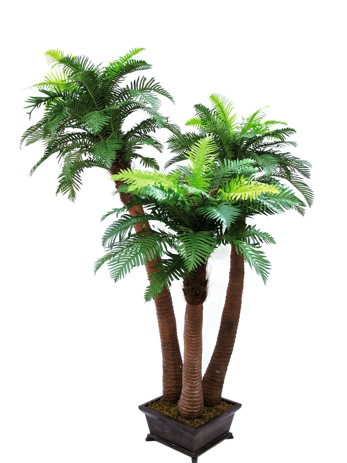 EUROPALMS Fern palm, 240cm - Križevci