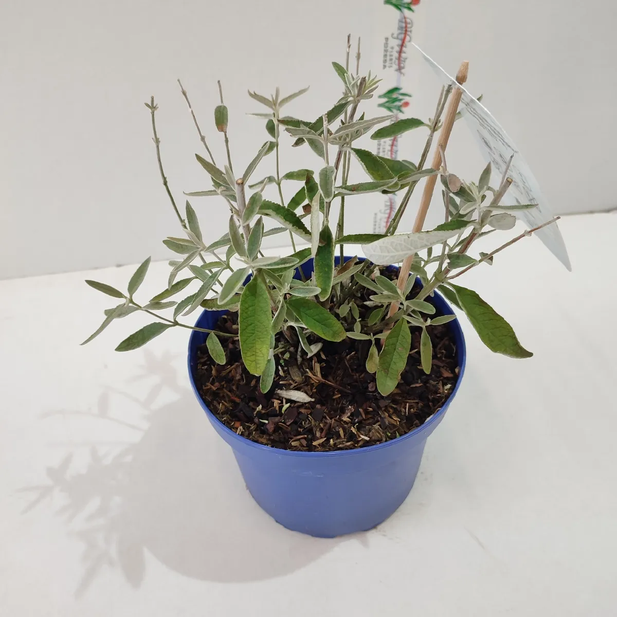 buddleja d. “silver anniversary” - slika 2