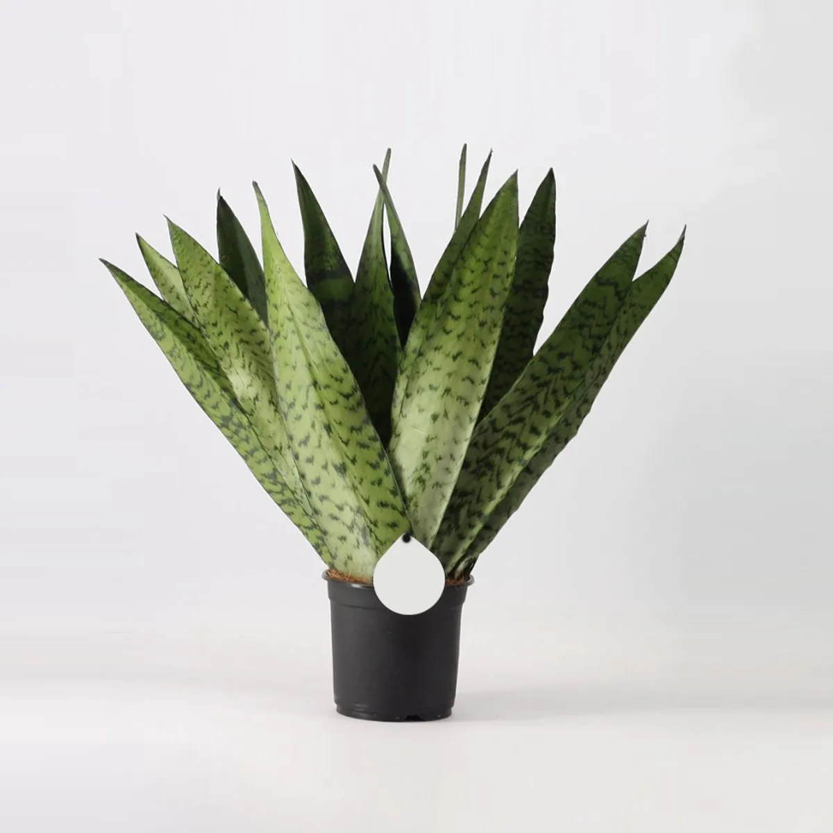 sansevieria “zeylanica fan” - slika 2