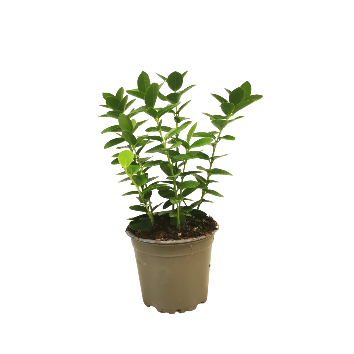 hoya cumingiana - slika 3