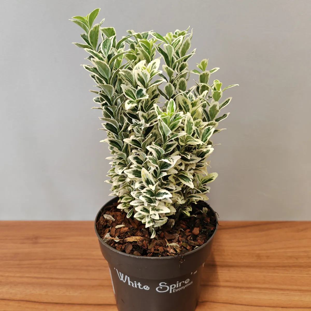 euonymus jap. “white spire” - slika 2