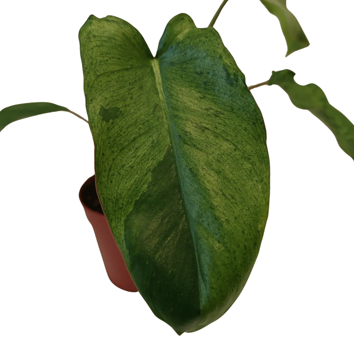 philodendron “paraiso verde” - slika 3