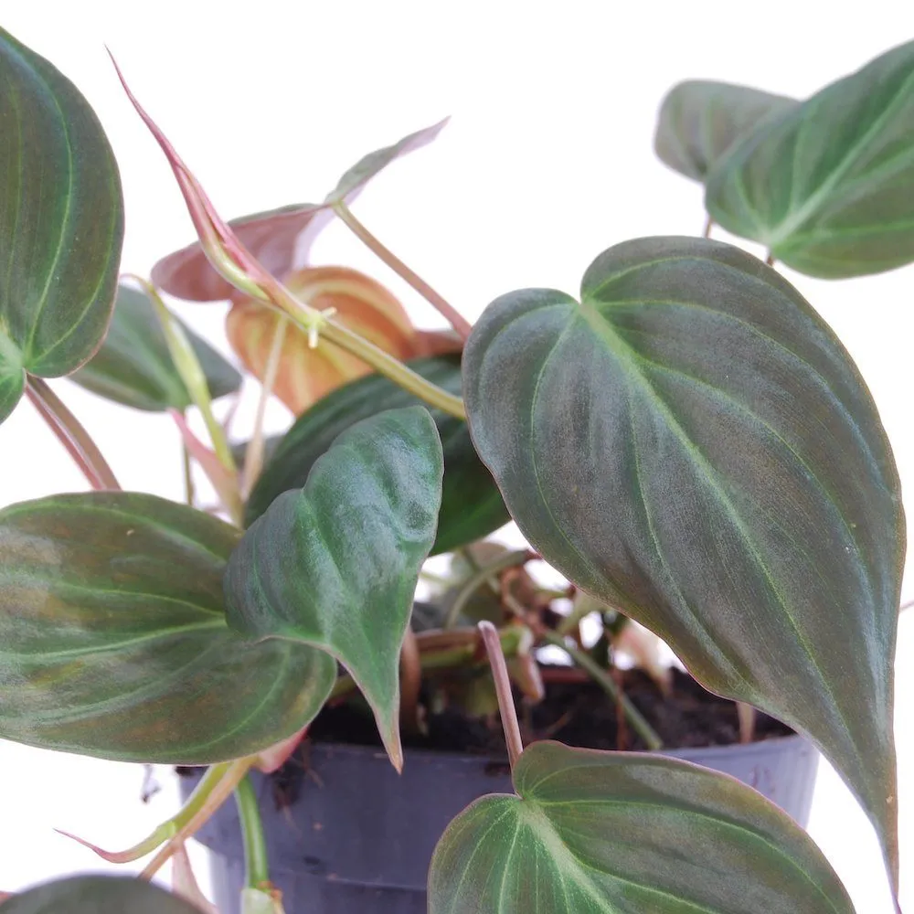 philodendron scandens “micans” - slika 2