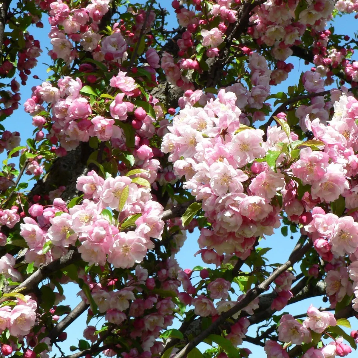 malus “van eseltine” ukrasna jabuka - slika 2