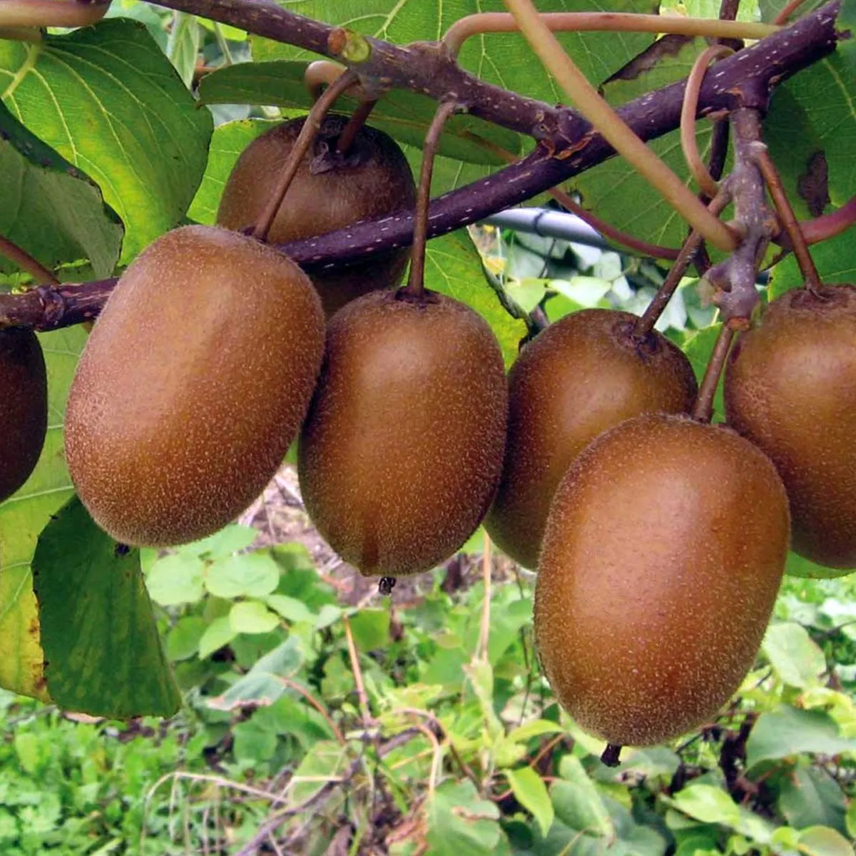 kiwi hayward-ženski - slika 3