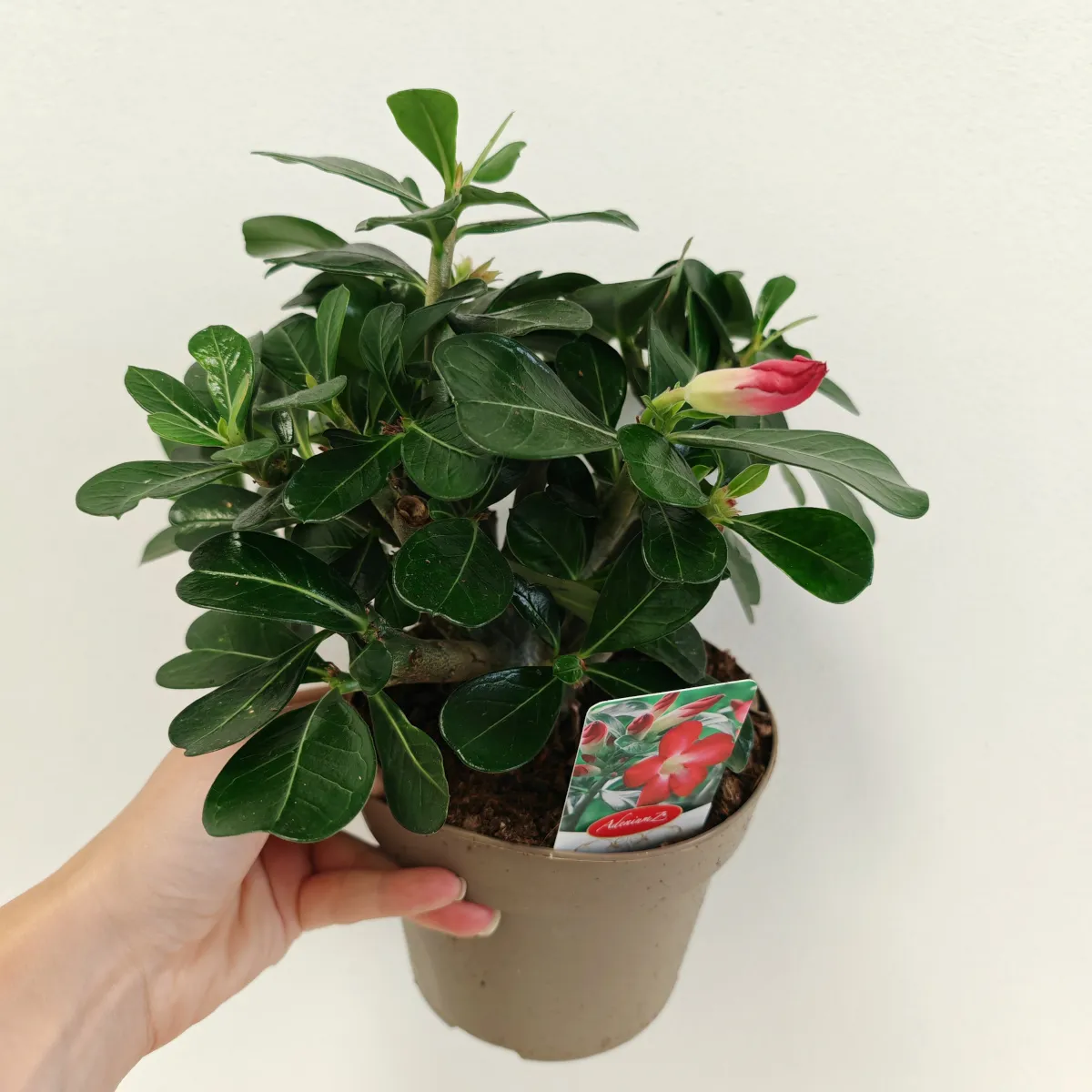 pustinjska ruža /adenium obesum - slika 4