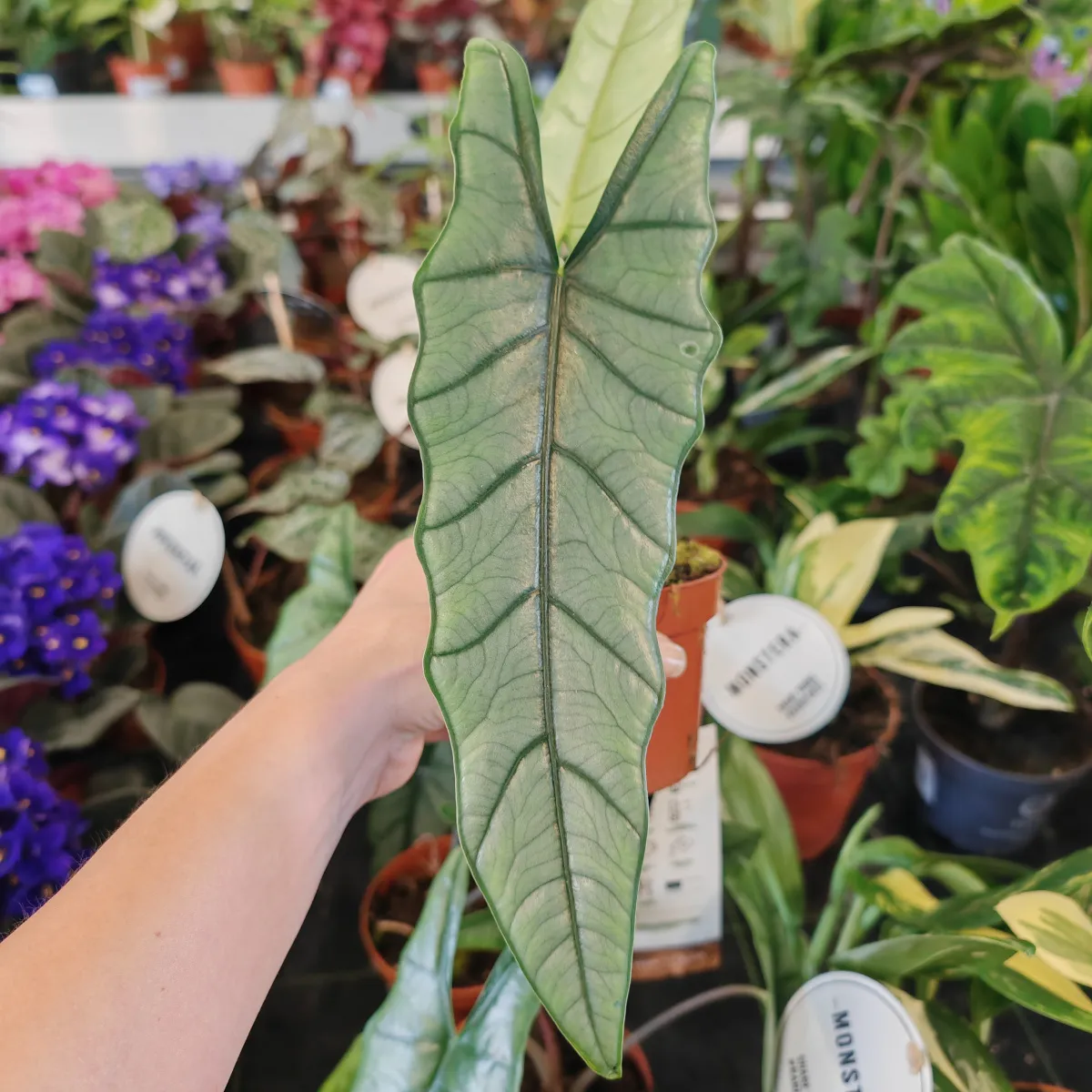 alocasia het ‘corazon’ - slika 3