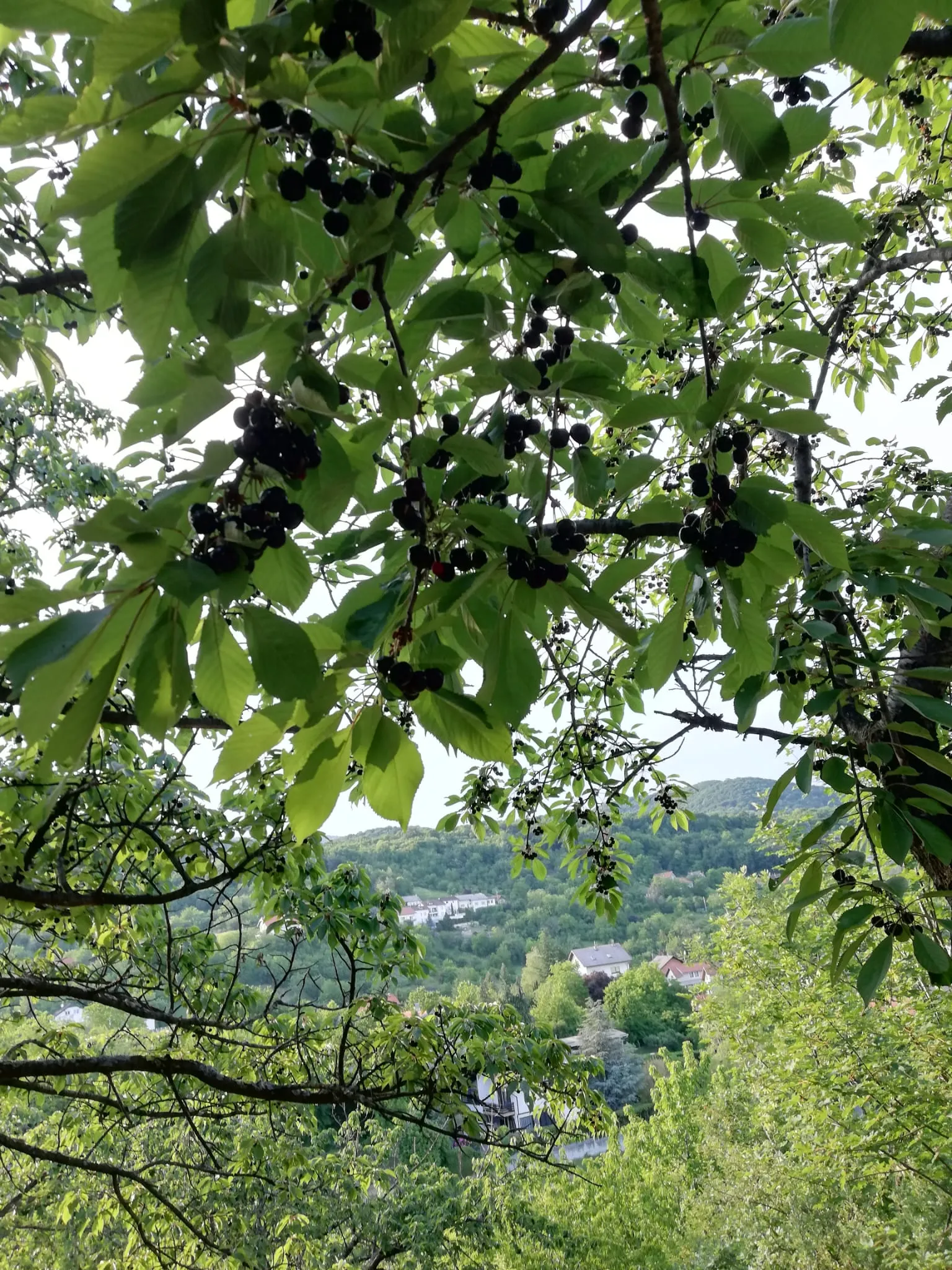 gradilište-voćnjak 1119 m2 markuševec****prodaja-zamjena**** - slika 25