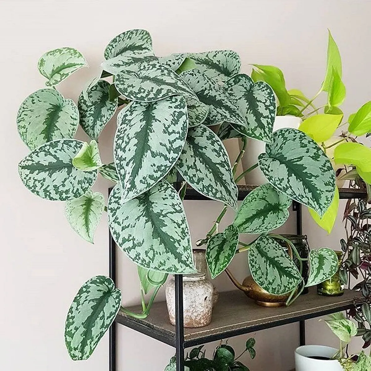 scindapsus pictus” trebie” - slika 2