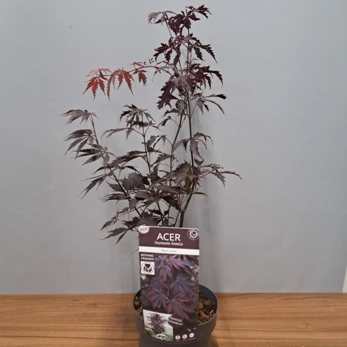 acer palmatum “black lace” - slika 5