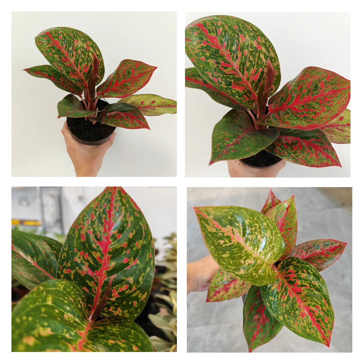 AGLAONEMA ‘Red Sprinkles’ - Brestovac