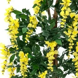 europalms wisteria, yellow, 150cm - slika 2