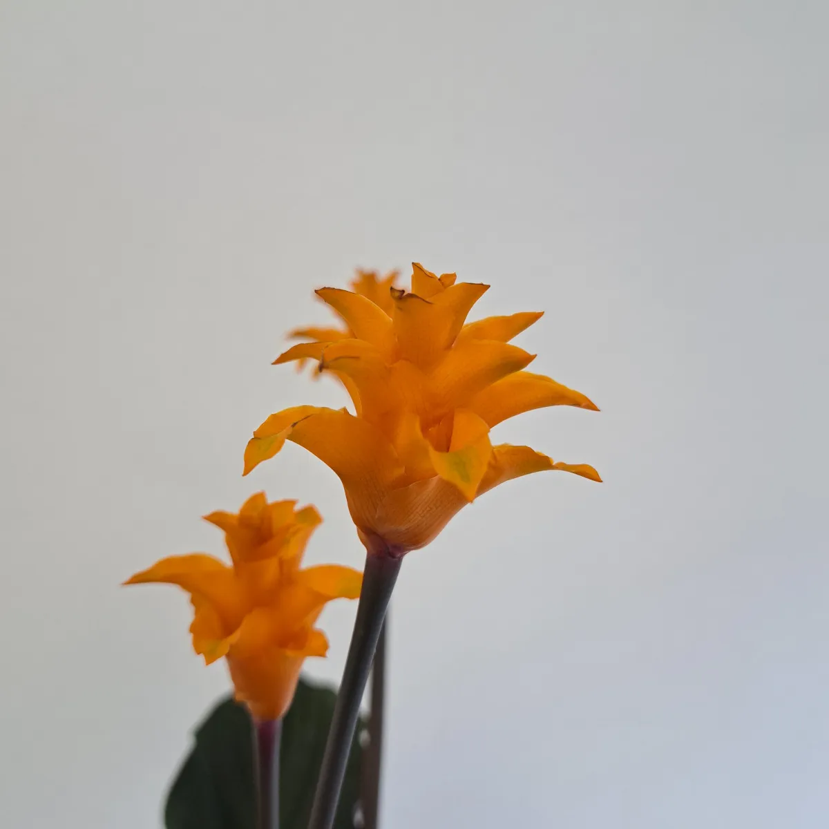 calathea “crocata” - slika 3