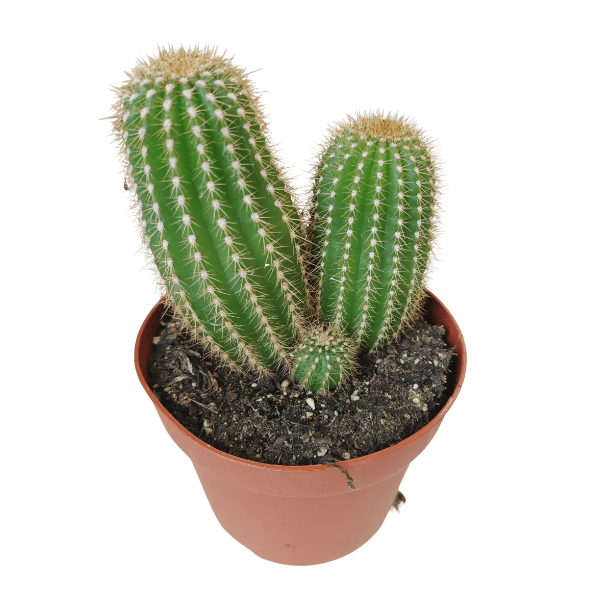 cactus mix - slika 5