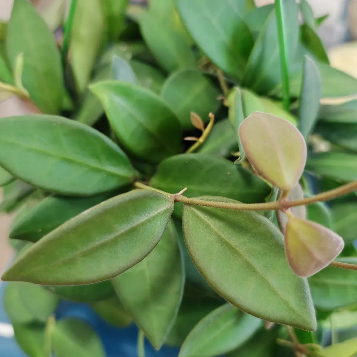 hoya burtoniae - slika 5