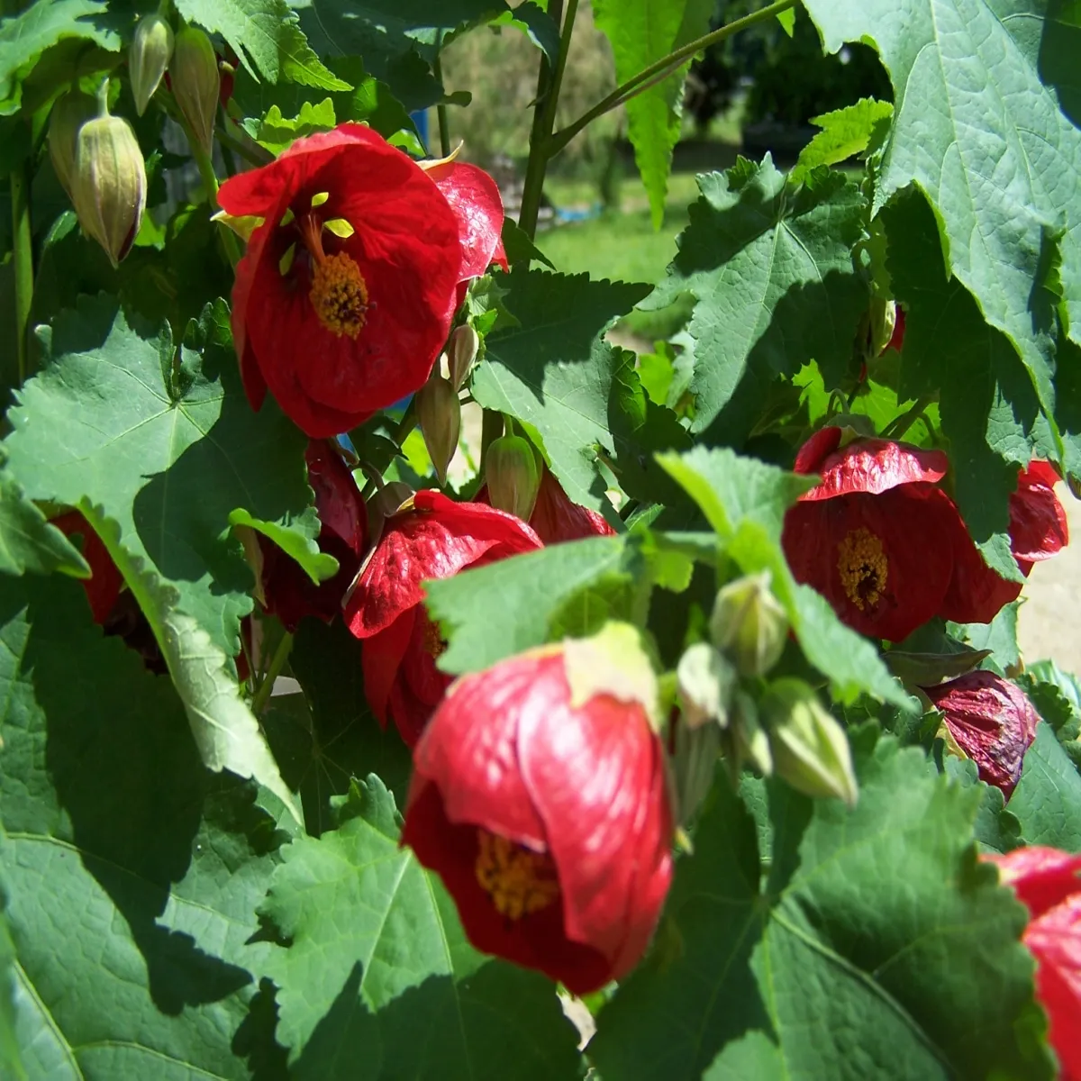 abutilon “sobni javor” - slika 4