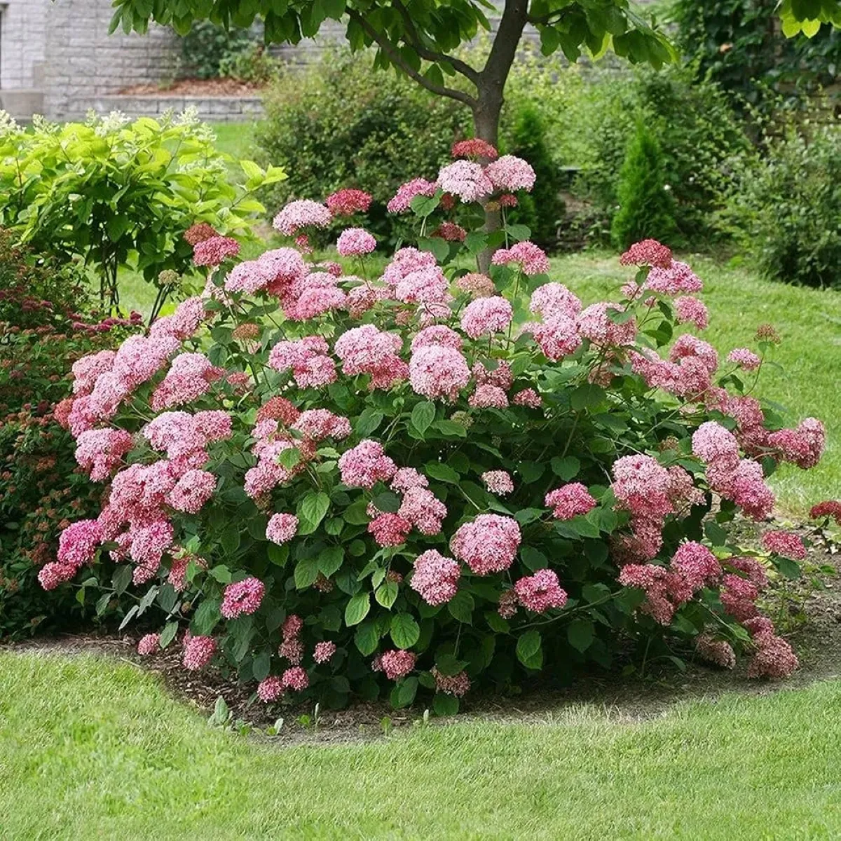HYDRANGEA AR. “Candybelle Bubblegum” - Nurkovac, Brestovac