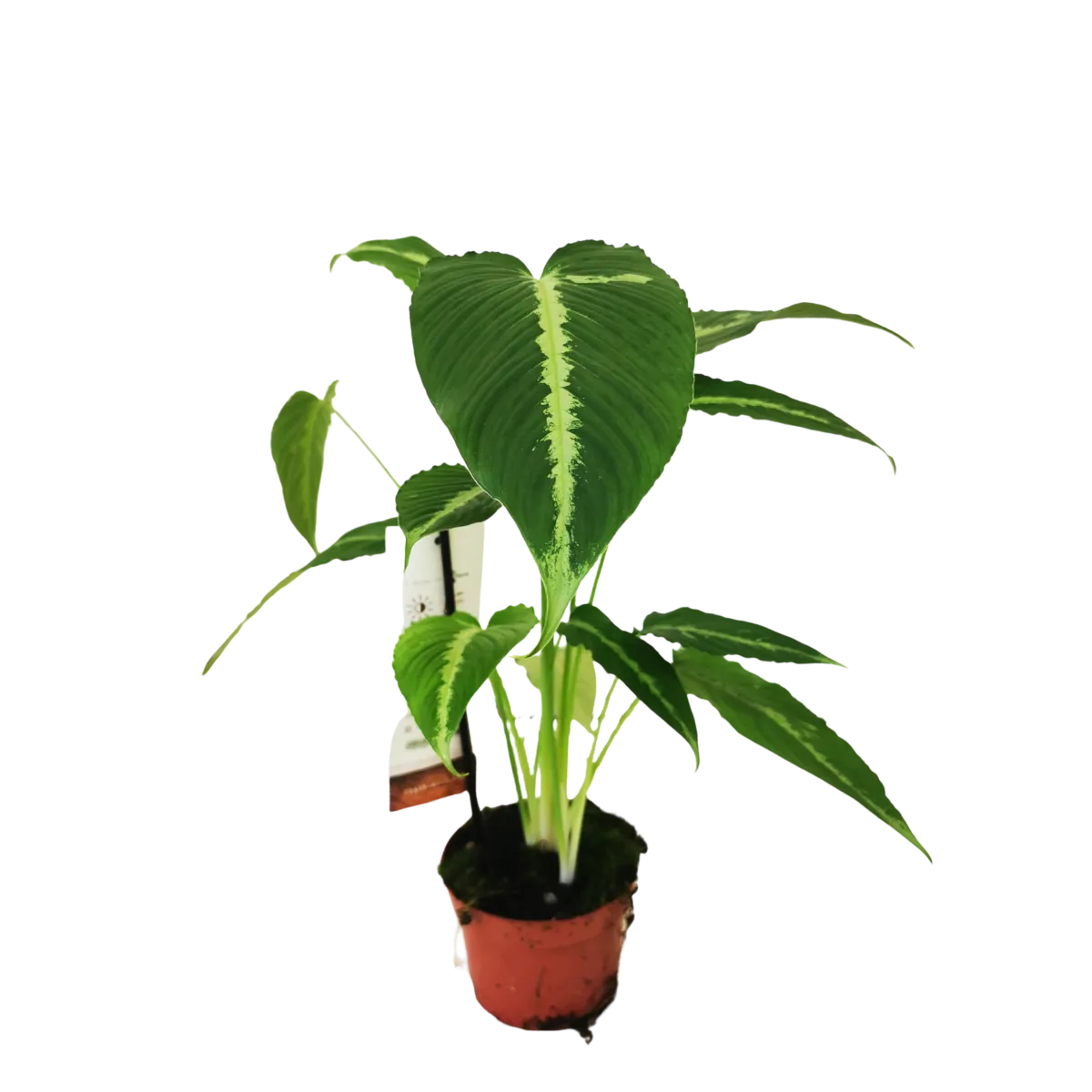 SCHISMATOGLOTTIS “Pusilla” - Brestovac