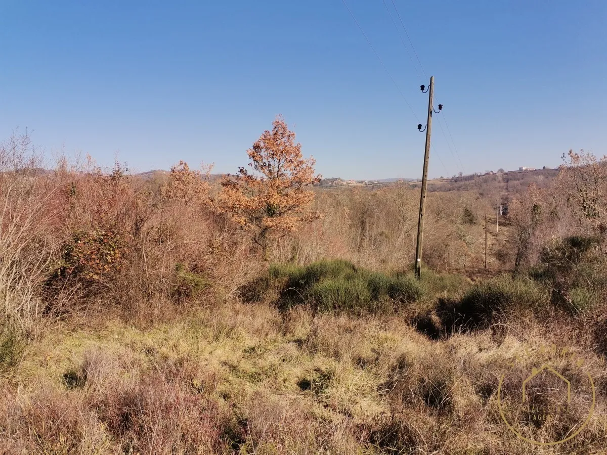 velika šuma sa ruševinom - slika 10