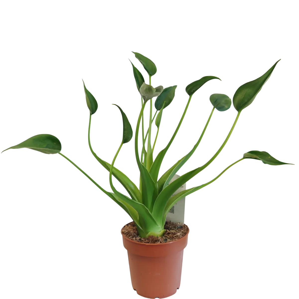 ALOCASIA “Tiny Dancers” - Brestovac
