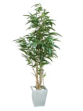 EUROPALMS Ficus longifolia, 210cm - Split