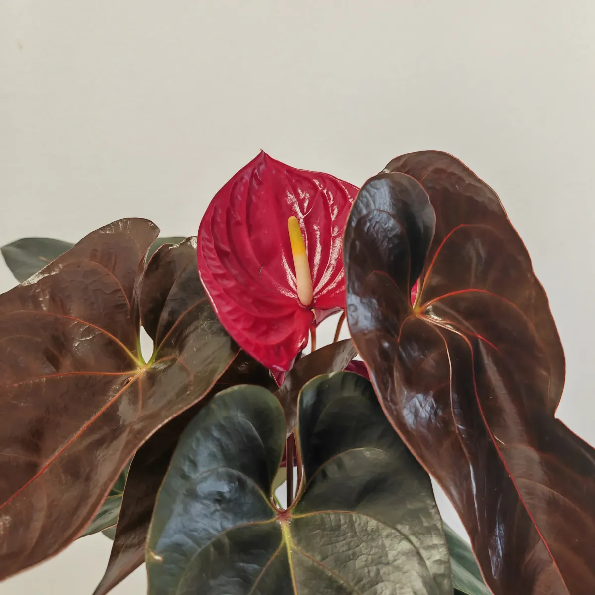 anthurium andr “delicata” - slika 3