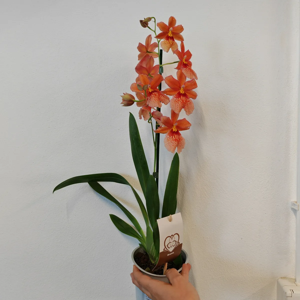 cambria “nelly isler” – orange - slika 7