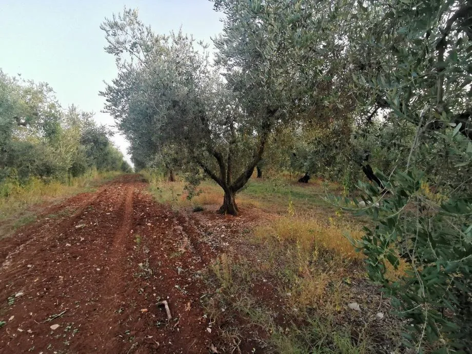 vabriga-lanterna-maslinik na prodaji - slika 8