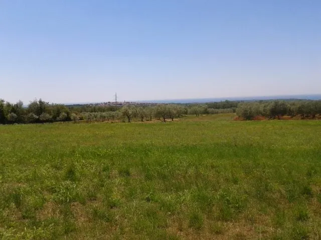 poljoprivredno zemljište za sadnju maslina - slika 4