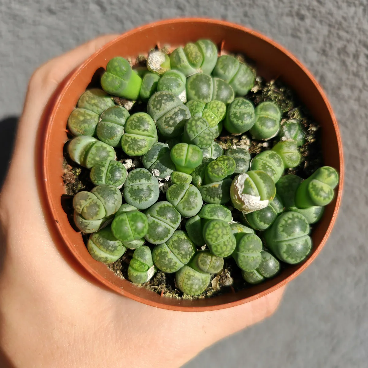 lithops species - slika 4