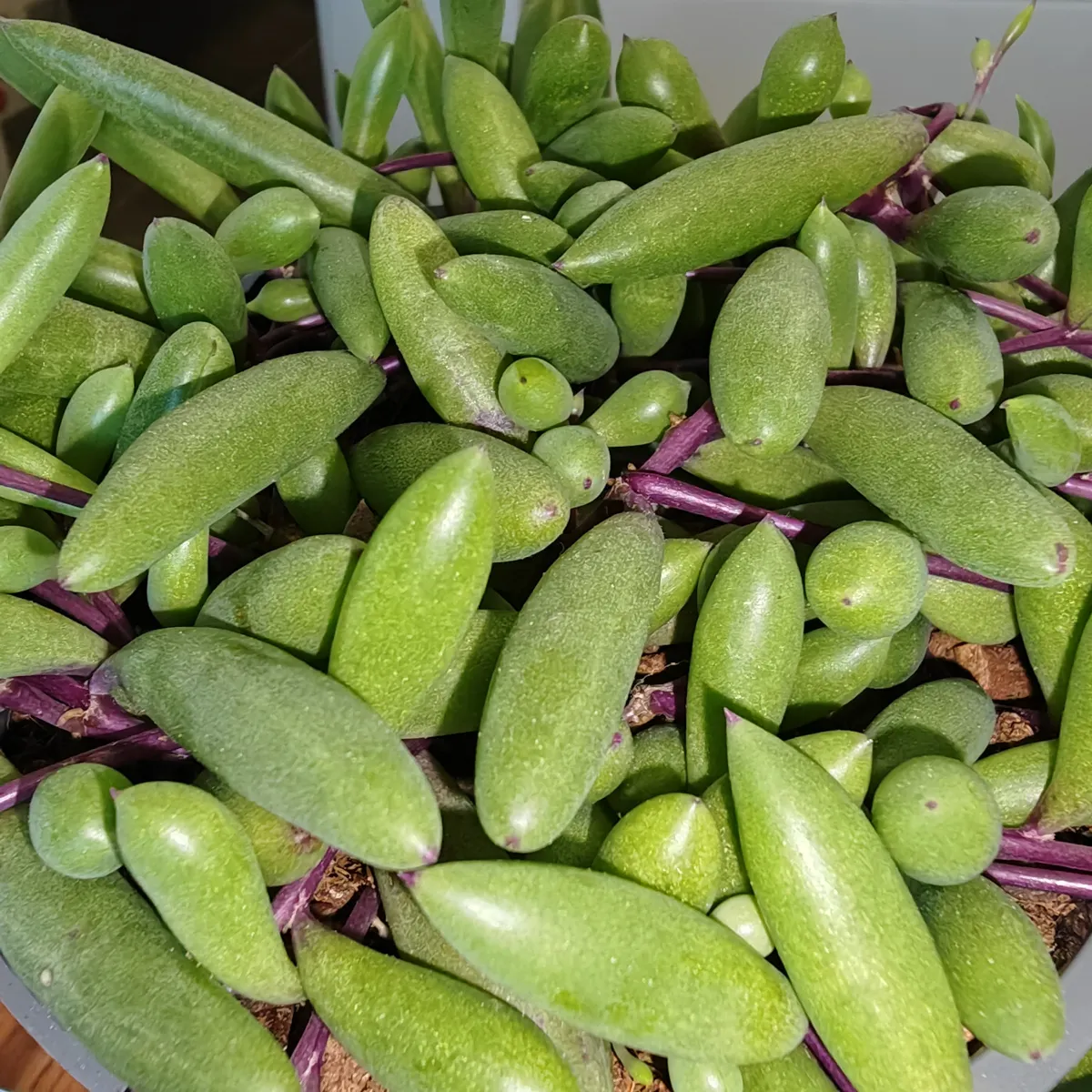 senecio herreianus - slika 6