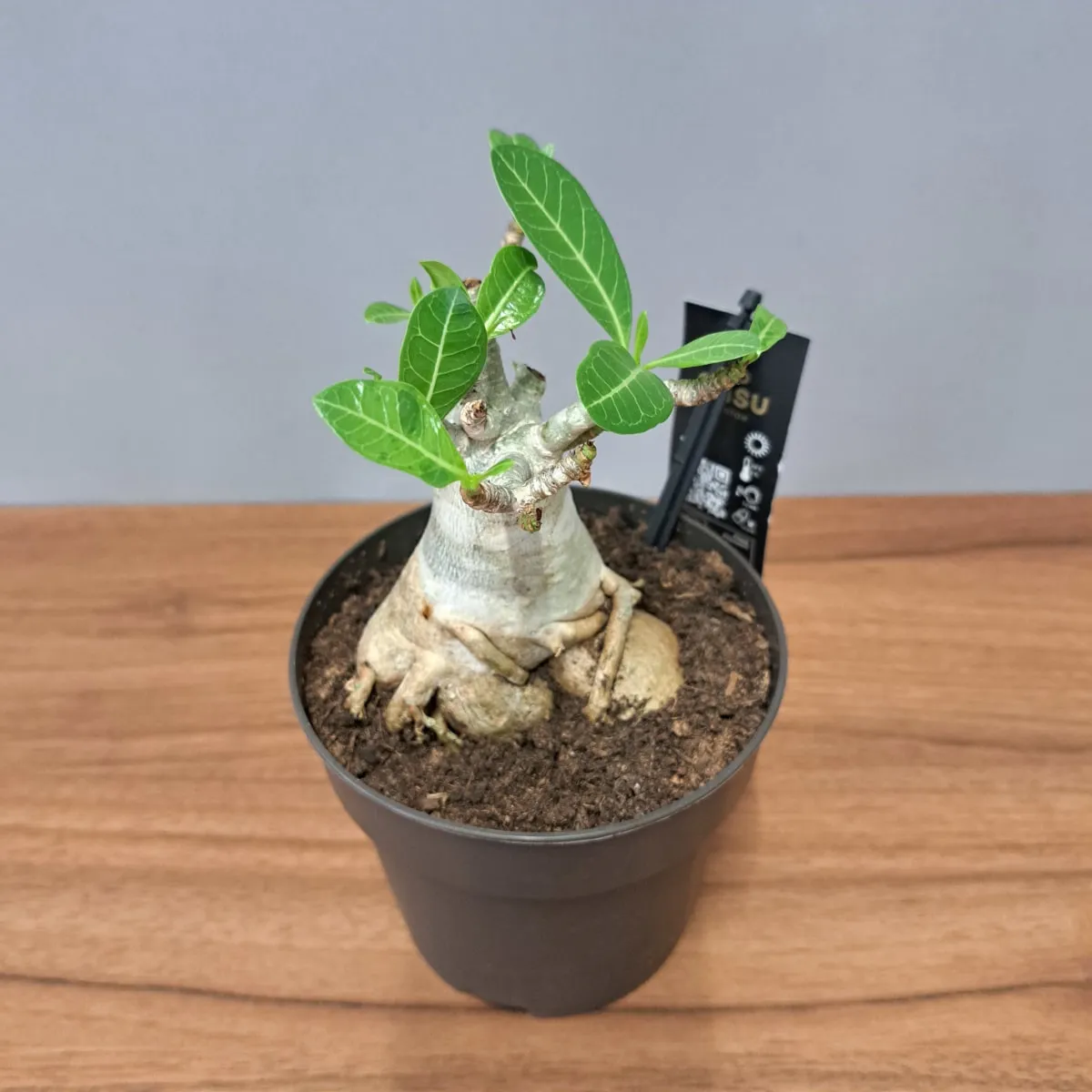 adenium “ansu baobab” - slika 5