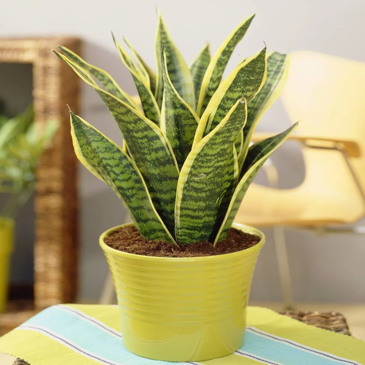 sansevieria trif. “futura superba” - slika 3