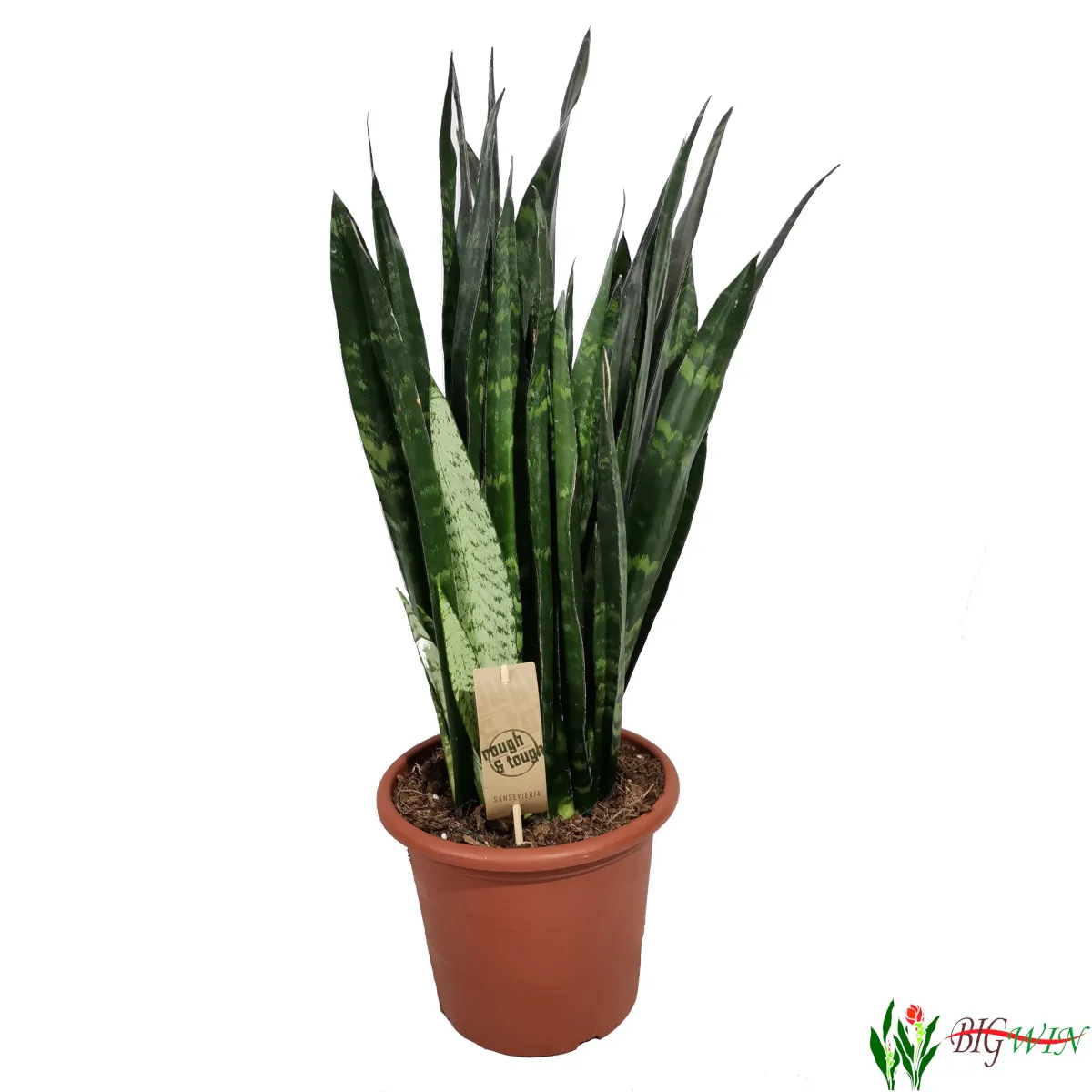 sansevieria trif. “black coral” - slika 2
