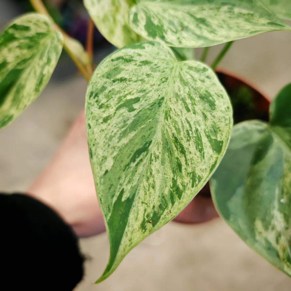 philodendron hed. “oxycardium variegata” - slika 2