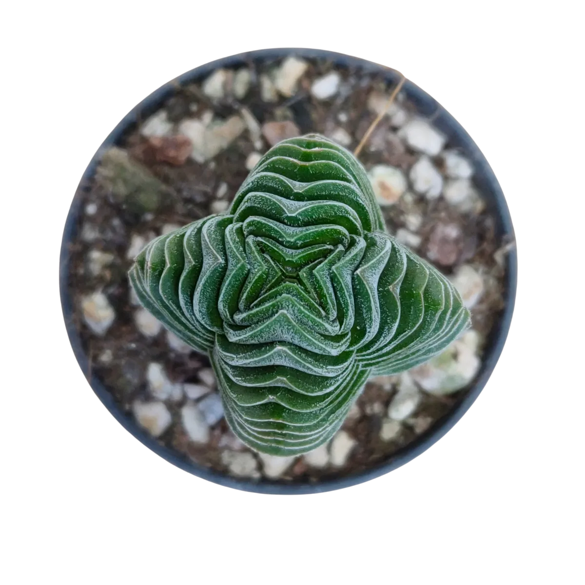 crassula “buddhas temple” - slika 6