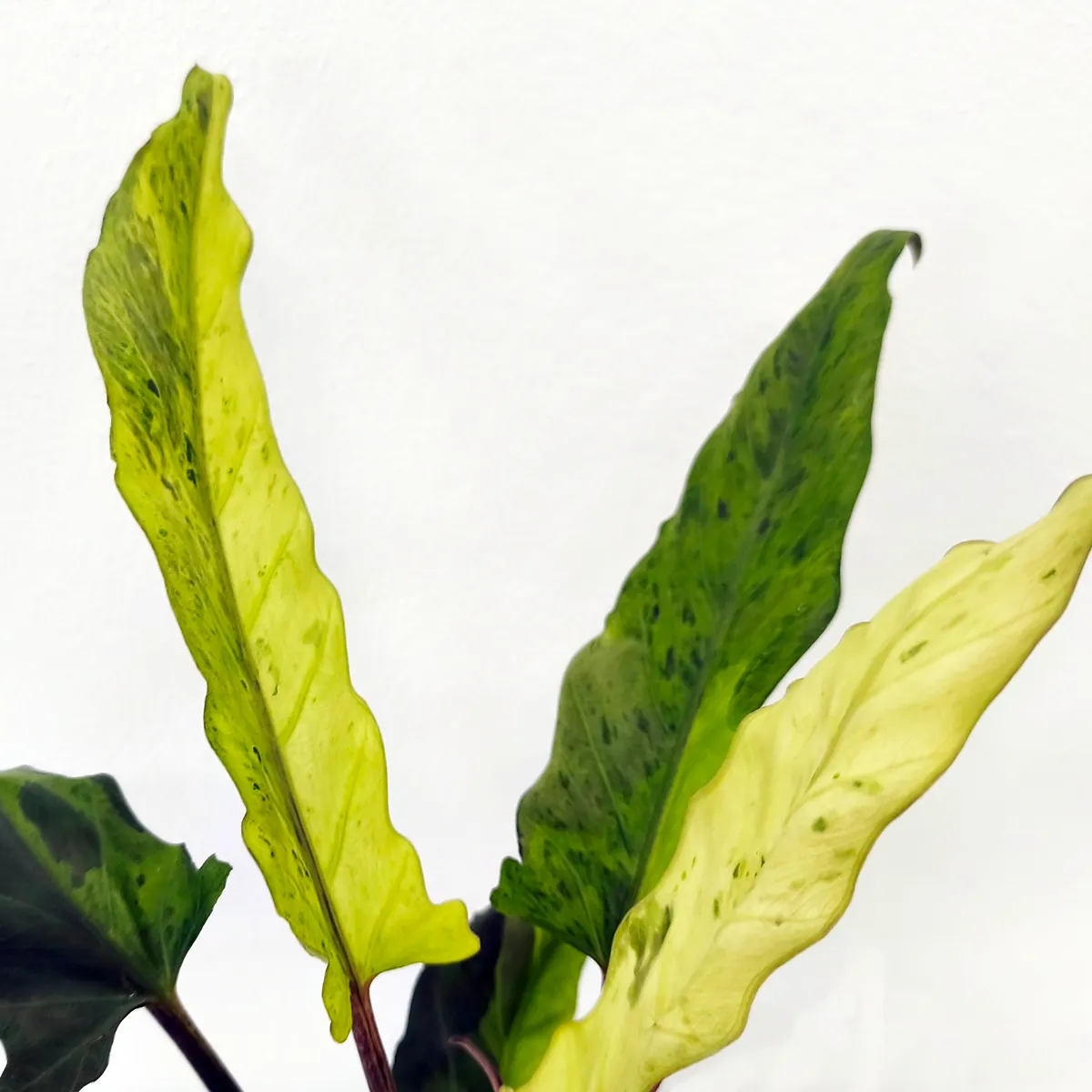 alocasia laut.” variegata” - slika 2