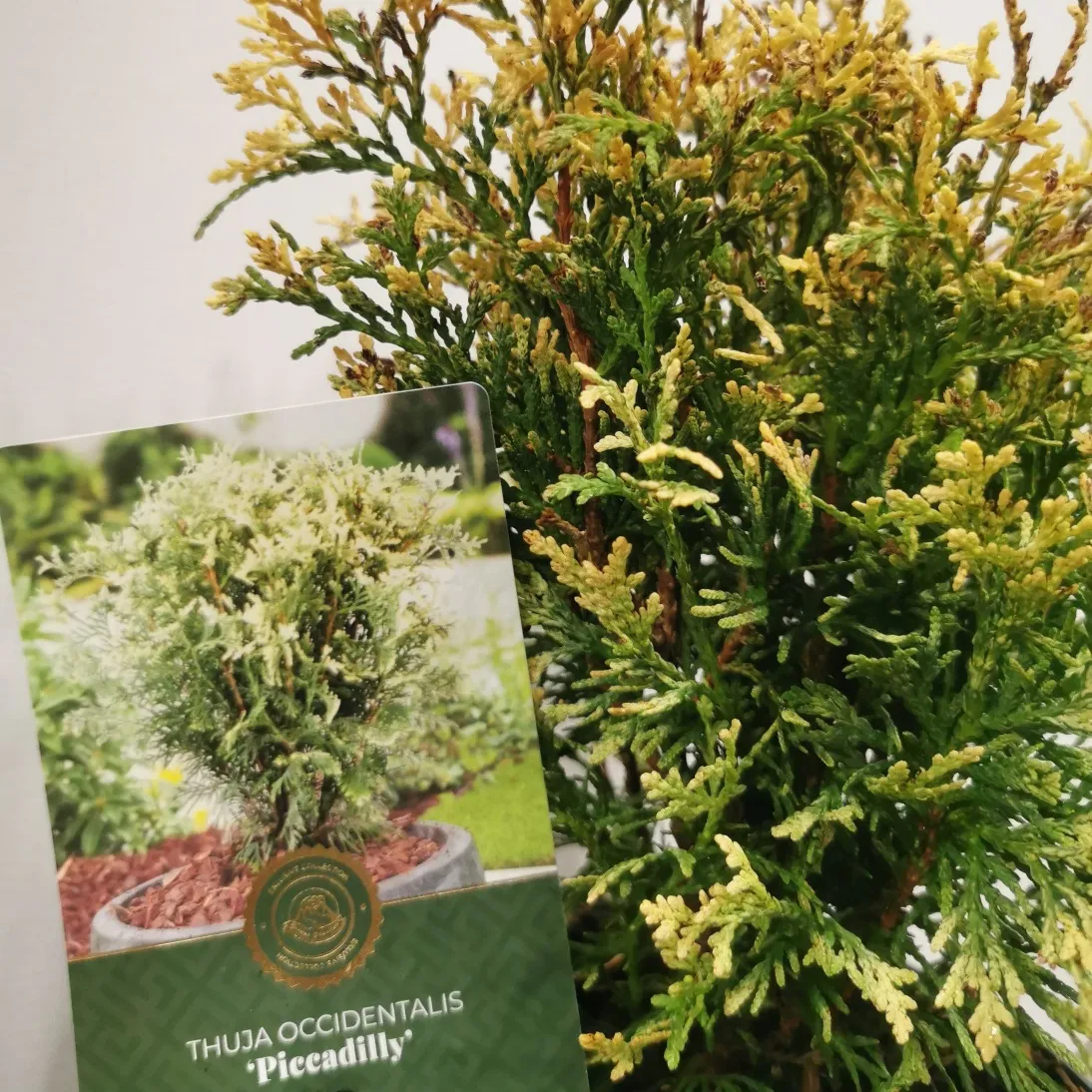 thuja occ. “piccadilly” - slika 2