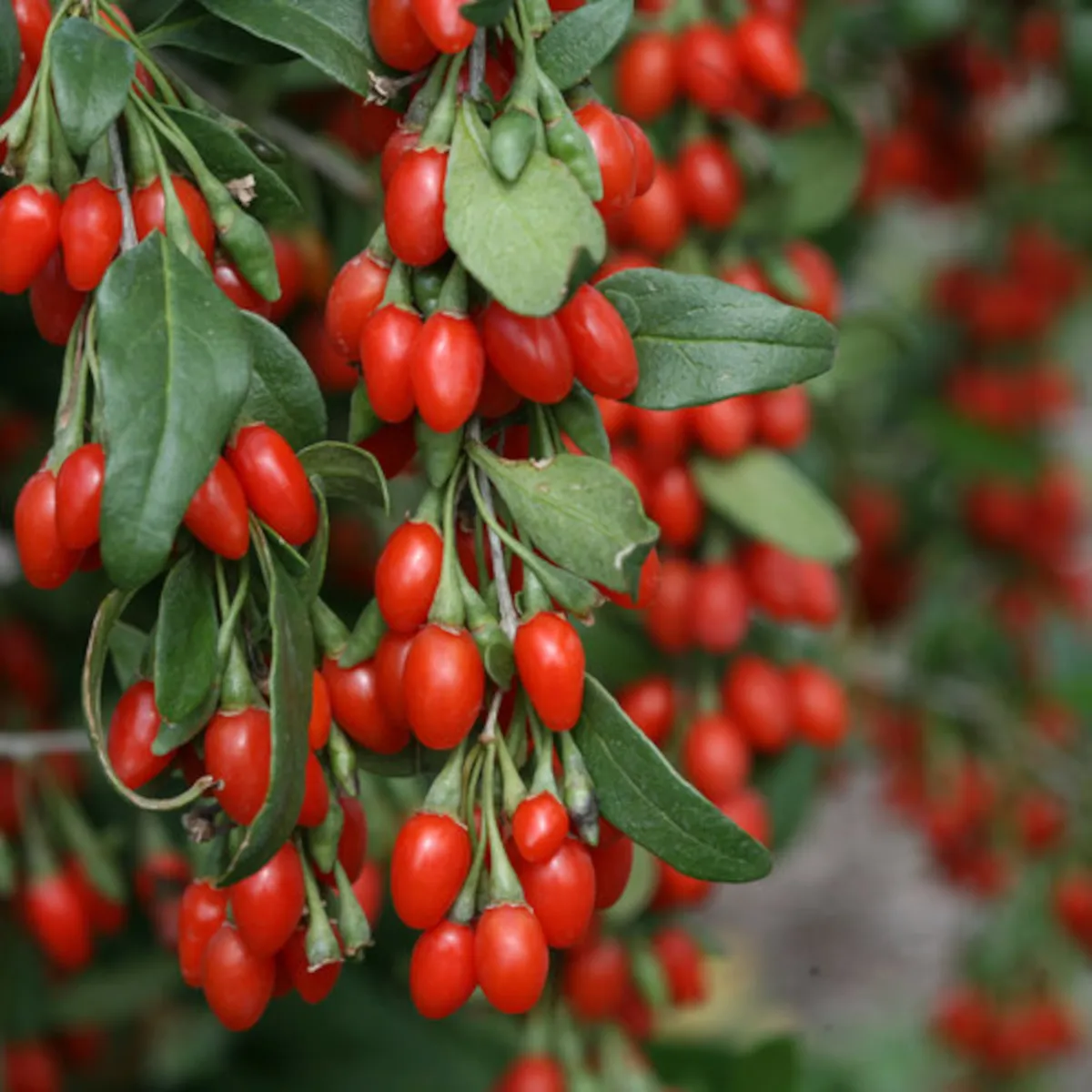 GOJI “Lycium Barbarum” - Brestovac