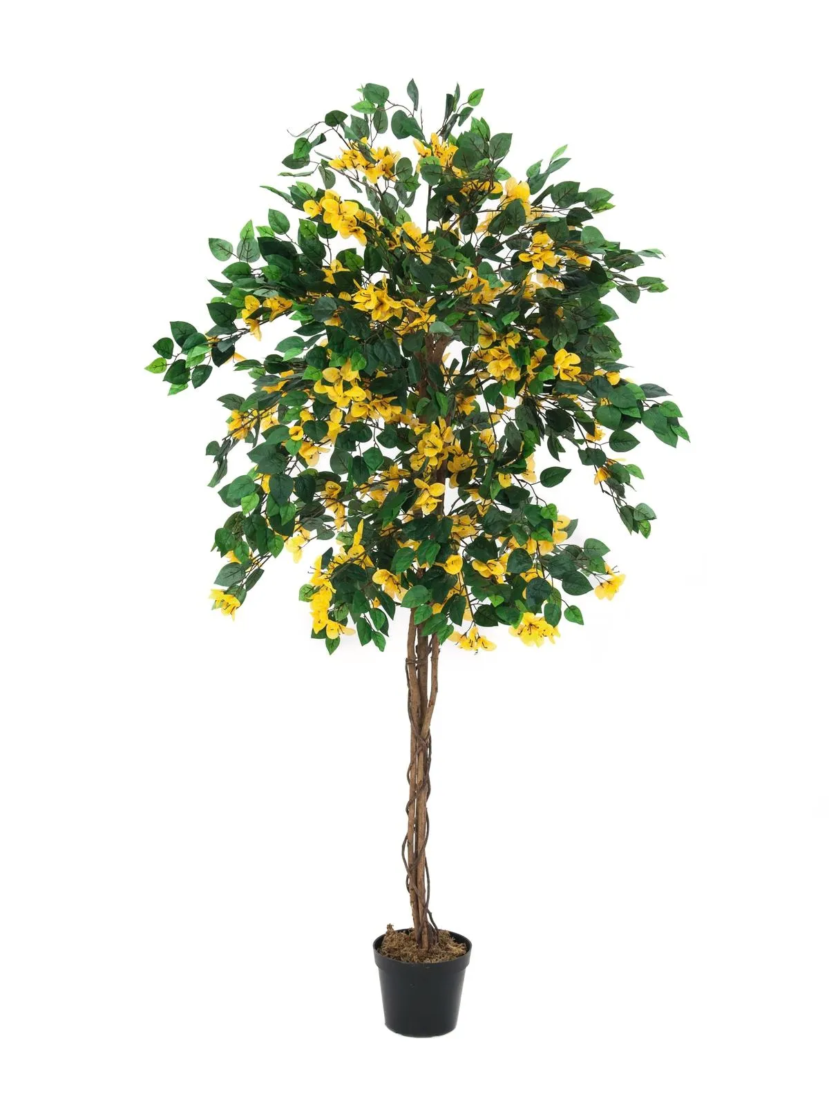 EUROPALMS Bougainvillea, yellow, 150cm - Split